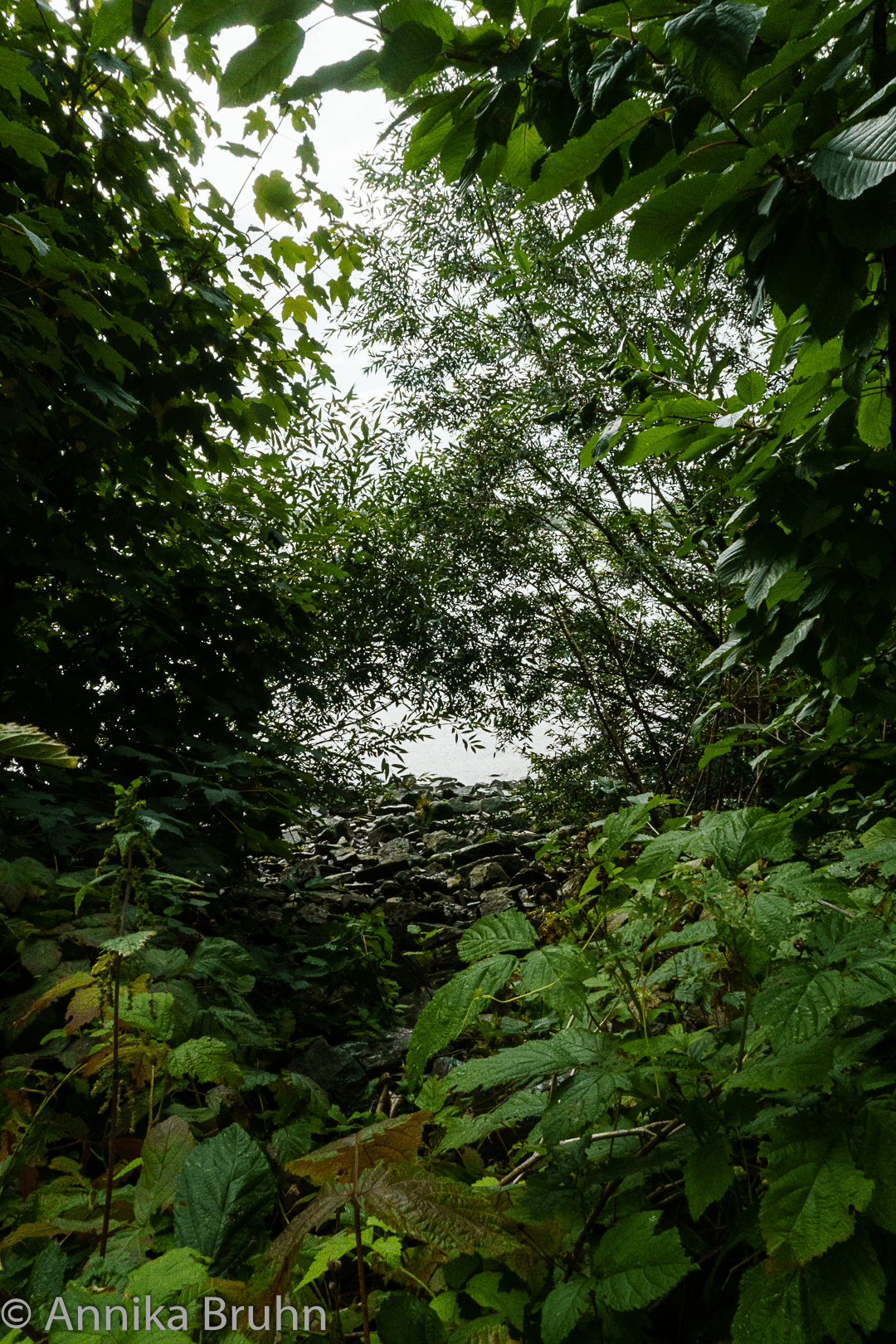 Elbjungel